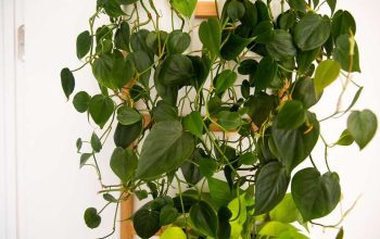 Plant with heart shaped flowers